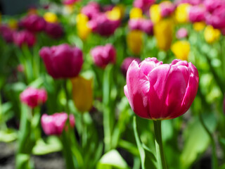 Pink tulip in sunlight with blurred yellow and pink tulip field background conveying cheerful spring warmth