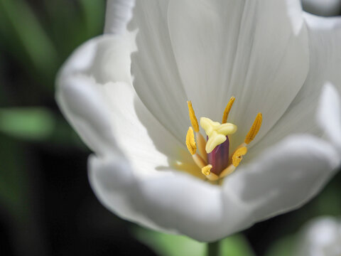 White tulip closeup showing yellow stamen and pistil with soft petals and green bokeh background, delicate botanical macro with natural light and gentle mood
