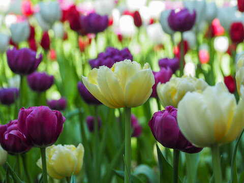 Cream yellow tulip and purple tulip in sunlit spring garden, soft bokeh background with green foliage and colorful blooms - Powered by Adobe