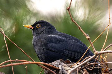 blackbird on a branch