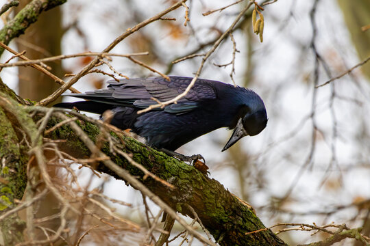 A black crow on a tree is eating a nut