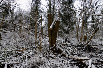 Winter Forest Scene with Snow Covered Trees and Cut Logs