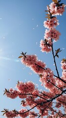 Cherry Blossom Branch with Sunflare and Blue Sky