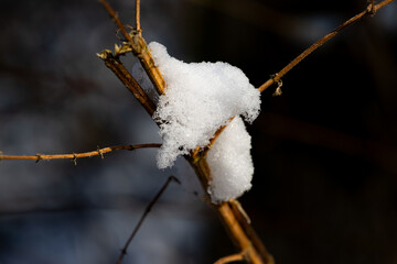 Close Up of Snow on Tree Branch in Winter Scene