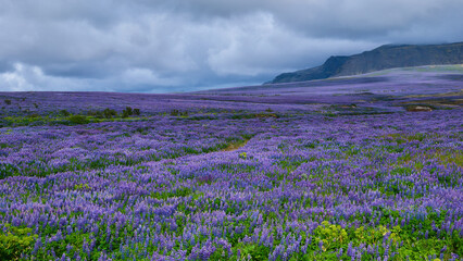 Arctic lupin fields on Iceland