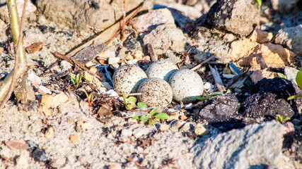 easter eggs in the nest