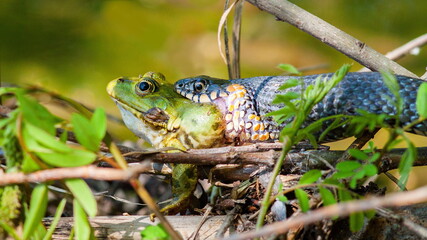 frog in the grass