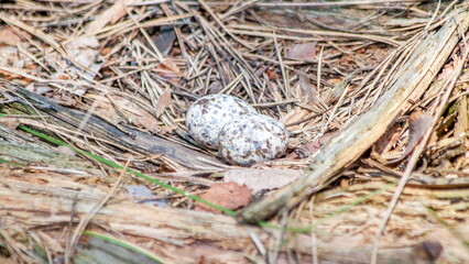 bird nest in the grass