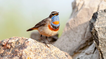 robin on the branch