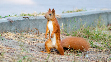 red squirrel in the forest