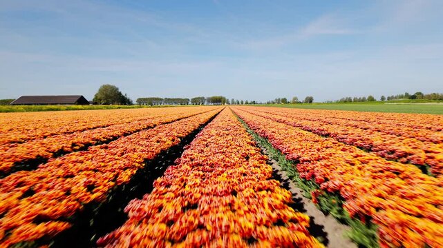 Aerial drone video rapidly soaring forward across endless rows of bright orange tulips, under clear blue skies in the Netherlands, creating an energetic sense of speed, color, and springtime beauty.