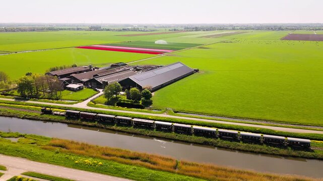 A steam train travels past lush green Dutch fields, vibrant tulip rows, and a large farm, capturing rural tranquility and the dynamic charm of moving rail transport under clear daylight.