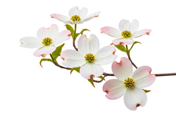 Blooming white dogwood flower branch with fresh spring blossoms isolated on a transparent background