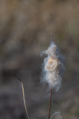 Close-up of a cattail (bulrush) seed head bursting open