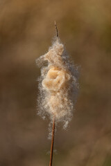 Close-up of a cattail (bulrush) seed head bursting open