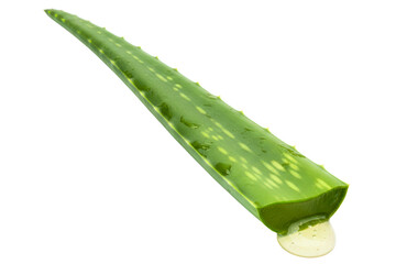 Green aloe vera leaf with drop of clear herbal juice isolated on a transparent background