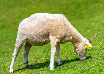 Close-up of fluffy lambs eating grass on a bright sunny day at ROKKOSAN BOKUJO (Rokkosan Pasture), Kobe, Japan.

