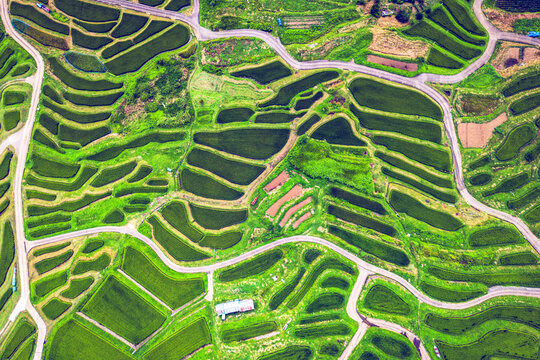 Rice terraces in rural Nagano Prefecture, Japan. 1859