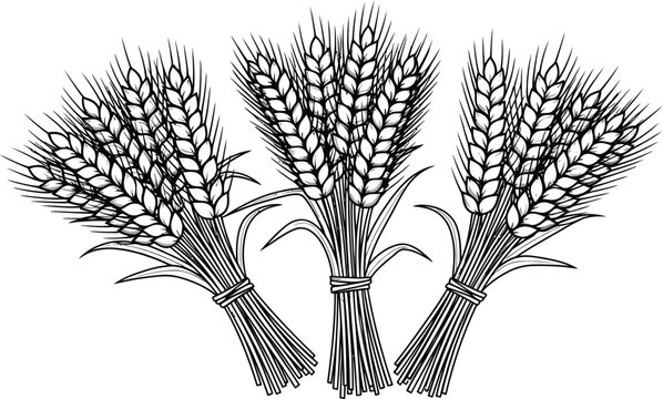 Three wheat sheaves illustration