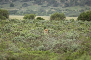 A male cheetah ( Acinonyx Jubatus) looking for prey, Shamwari Private Game Reserve, South Africa.
