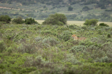 A male cheetah ( Acinonyx Jubatus) looking for prey, Shamwari Private Game Reserve, South Africa.
