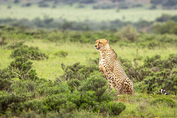A male cheetah ( Acinonyx Jubatus) looking for prey, Shamwari Private Game Reserve, South Africa.