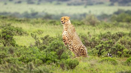 A male cheetah ( Acinonyx Jubatus) looking for prey, Shamwari Private Game Reserve, South Africa. © Gunter