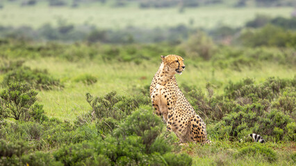 A male cheetah ( Acinonyx Jubatus) looking for prey, Shamwari Private Game Reserve, South Africa. © Gunter
