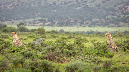 Two cheetah brothers ( Acinonyx Jubatus) searching for prey, Shamwari Private Game Reserve, South Africa.