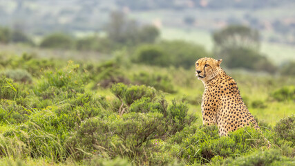 A male cheetah ( Acinonyx Jubatus) looking for prey, Shamwari Private Game Reserve, South Africa. © Gunter