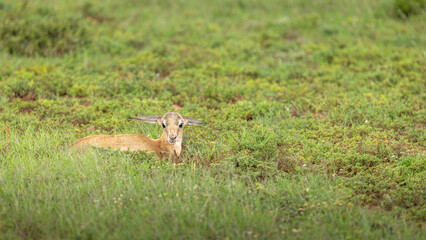 A newborn springbok ( Antidorcas Marsupialis), Shamwari Private Game Reserve, South Africa.