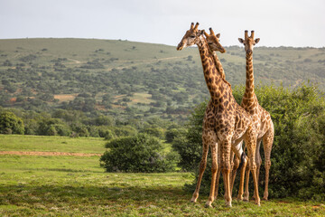 A tower of giraffe ( Giraffa Camelopardalis), Shamwari Private Game Reserve, South Africa.