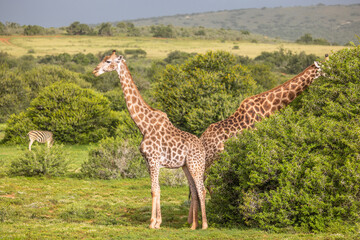 A tower of giraffe ( Giraffa Camelopardalis), Shamwari Private Game Reserve, South Africa.