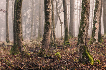 November Nebelwald in Deutschland