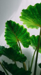 Bright green Philodendron leaves illuminated by sunlight, casting intricate shadows on a white textured wall backdrop.