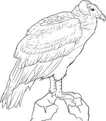 vulture condor line vector illustration isolated on white background