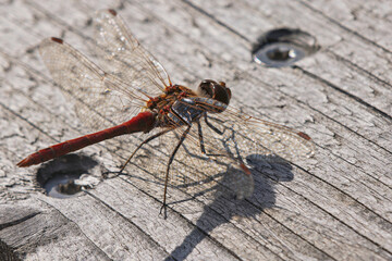 Bright red dragonfly Sympetrum sanguineum resting