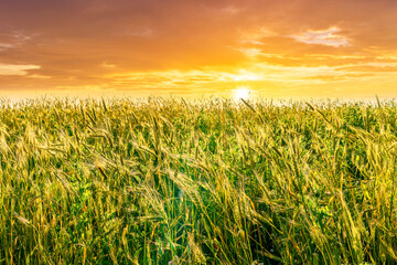 Scenic view at beautiful summer sunset in a wheaten shiny field with golden wheat and sun rays, deep blue cloudy sky and bright colorful clouds, valley landscape
