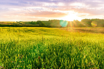 rural summer landscape of green field with golden wheaten hay stacks among farmland fields in a beautiful valley lowland