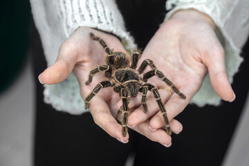 Person is holding a large brown and black spider in their hand