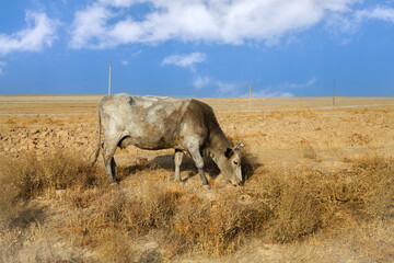 A cow grazes in a field of dry, prickly grass against a blue sky.