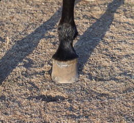 Horse's hoof is shown in the foreground of a sandy field