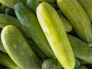 A vibrant pile of fresh, crisp cucumbers (Cucumis sativus), glistening with natural moisture. Perfect for a refreshing snack or salad on a hot day. These green beauties are nature's hydrators. 