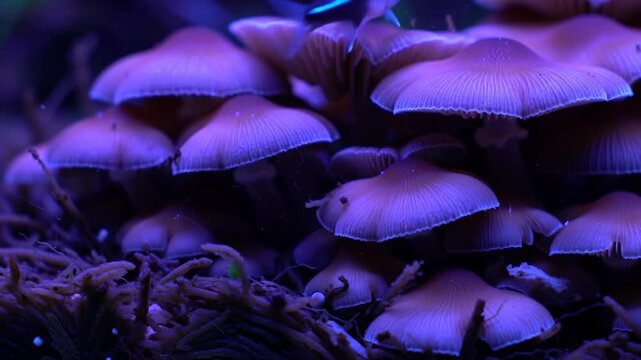 Cluster of vibrant mushrooms growing on forest floor in the dark