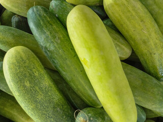 A vibrant pile of fresh, crisp cucumbers (Cucumis sativus), glistening with natural moisture. Perfect for a refreshing snack or salad on a hot day. These green beauties are nature's hydrators. 