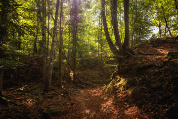 Goldener Herbstwald in Deutschland