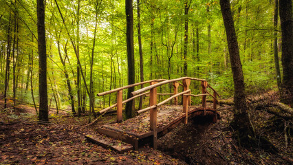 Goldener Herbstwald in Deutschland