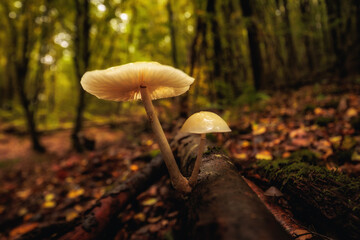 Herbstpilze in Deutschland