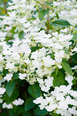 Panicle hydrangea Wim's Red early white bloom