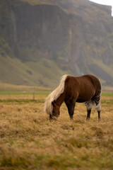 Caballo salvaje en Islandia